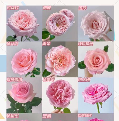 11粉色玫瑰花代表什么意思？数量对花语有何影响？