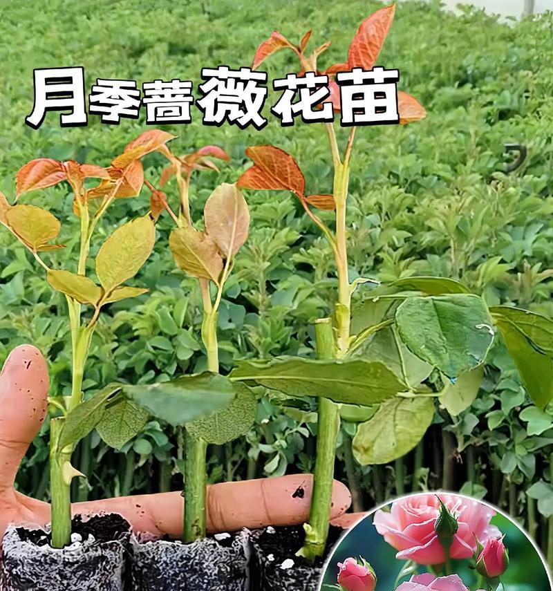 月季花的花语有哪些？