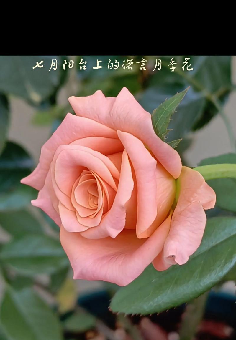 月季花的花语有哪些？