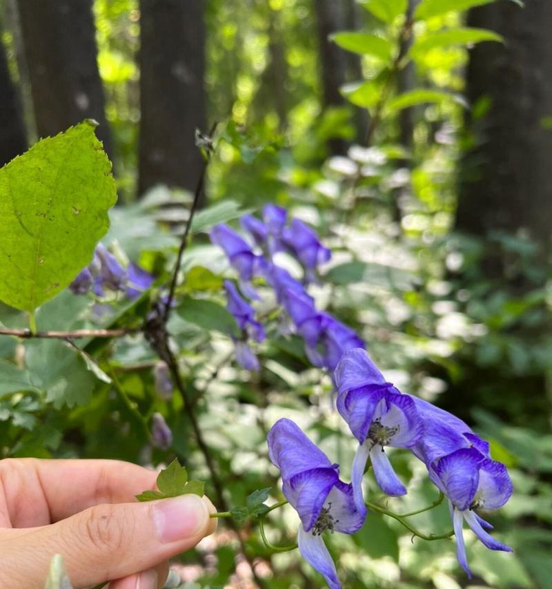 几种野花的花语是什么呢？它们各自代表了什么？