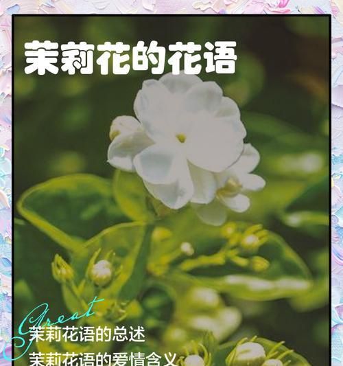 全网吐槽的花语是什么？它为何引起热议？