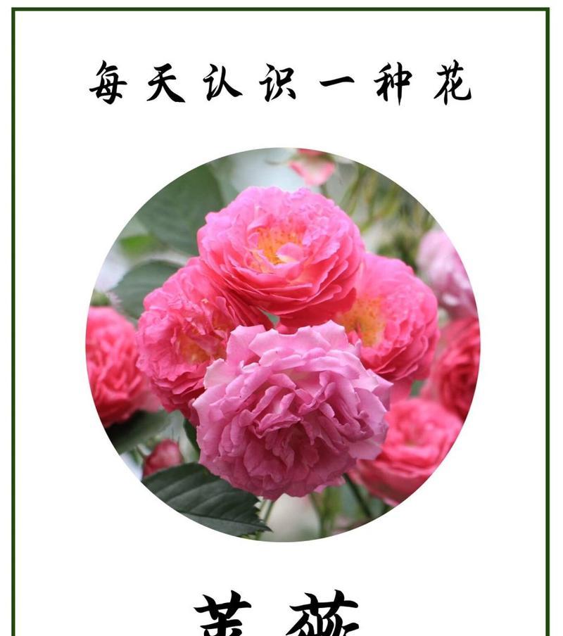 热烈爱情的花语代表哪种花？
