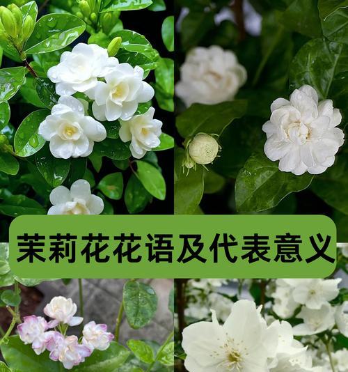 热烈爱情的花语代表哪种花？