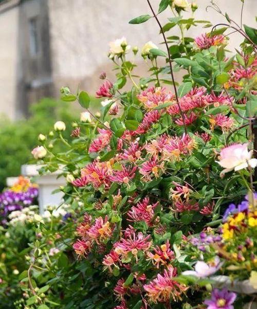 花语中隐藏的秘密园丁是什么？这种花语有何深意？
