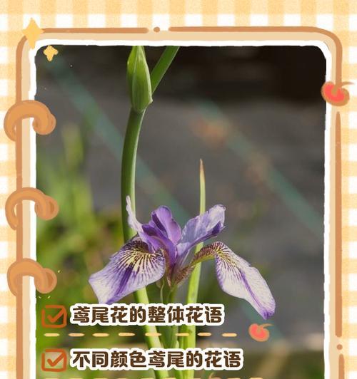鲜花使者安娜的花语是什么？这种花语有何独特之处？