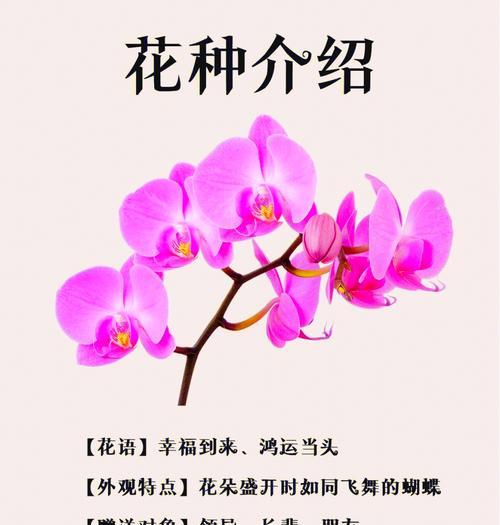 粉白蝴蝶兰寓意及花语是什么？这种花象征着什么？