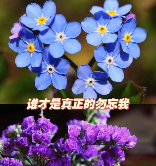 花语中有哪些是被误解的？