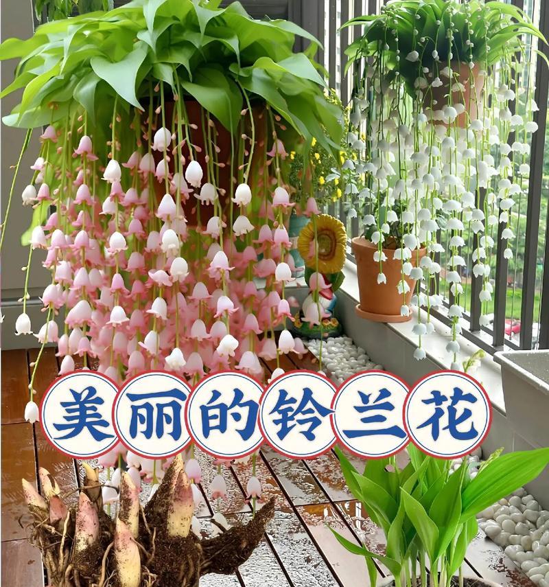 不同花卉的寓意和花语分别是什么？