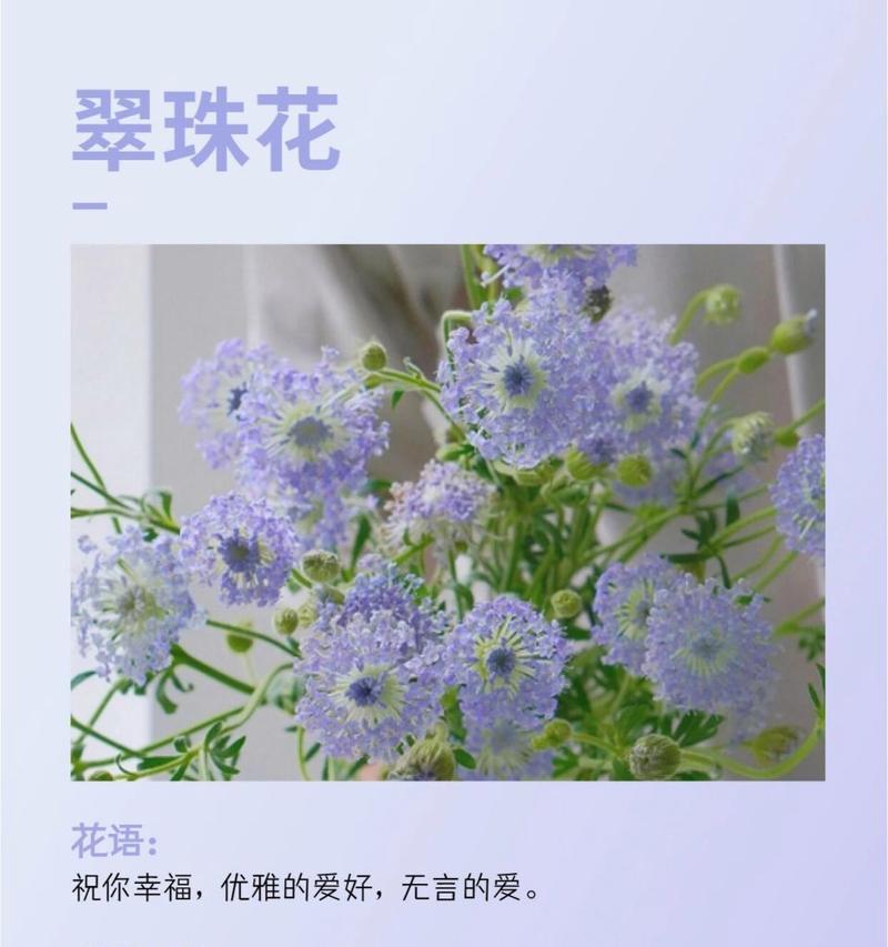 不同花卉的寓意和花语分别是什么？