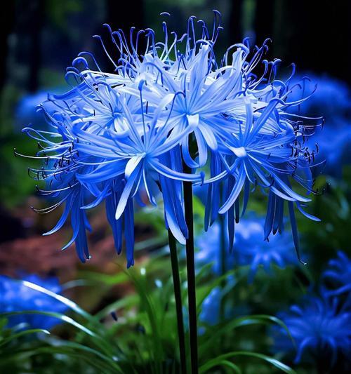 花语貌美如花是什么花？这种花在花语中象征着什么？