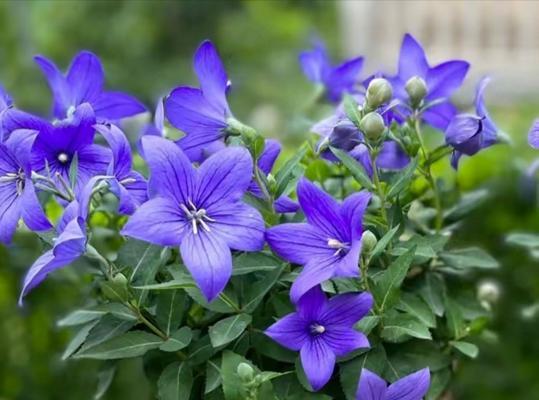 花语貌美如花是什么花？这种花在花语中象征着什么？