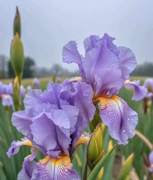 鸢尾花的花语是美丽吗为什么？热门上热门花语是什么呢？