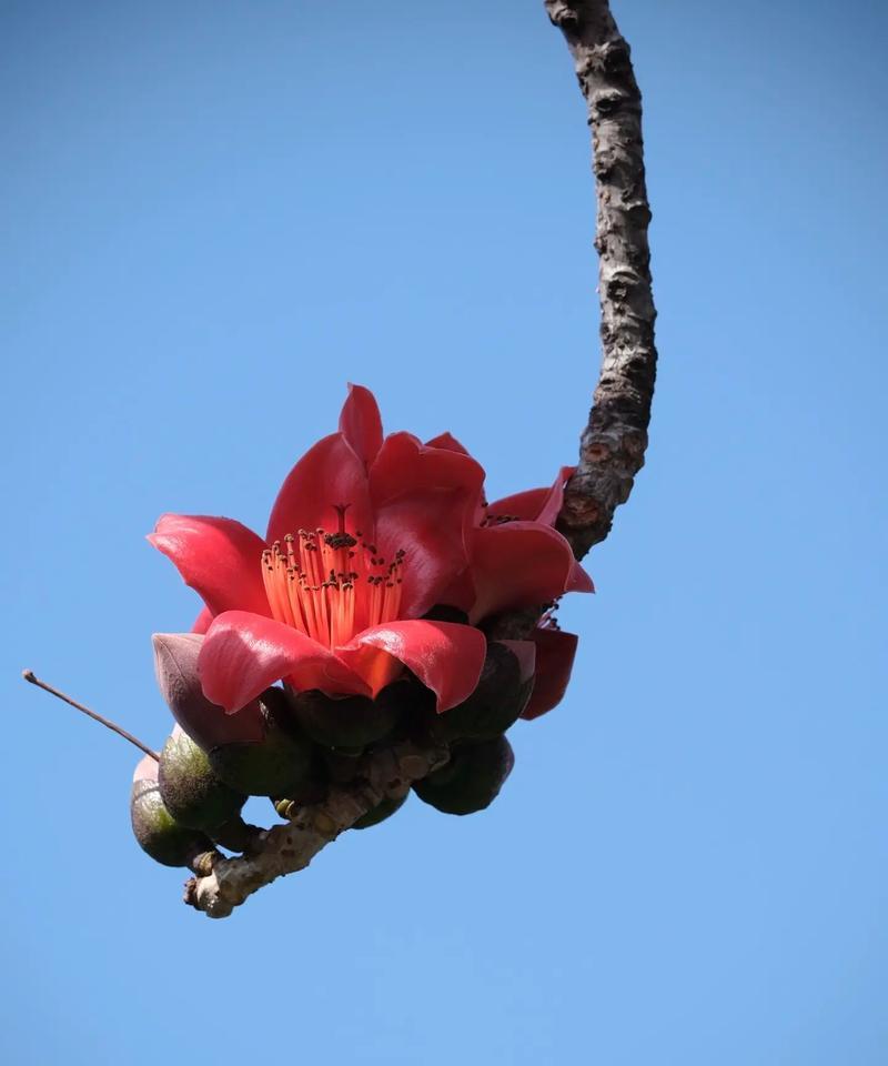 小红花的花语和含义有哪些？