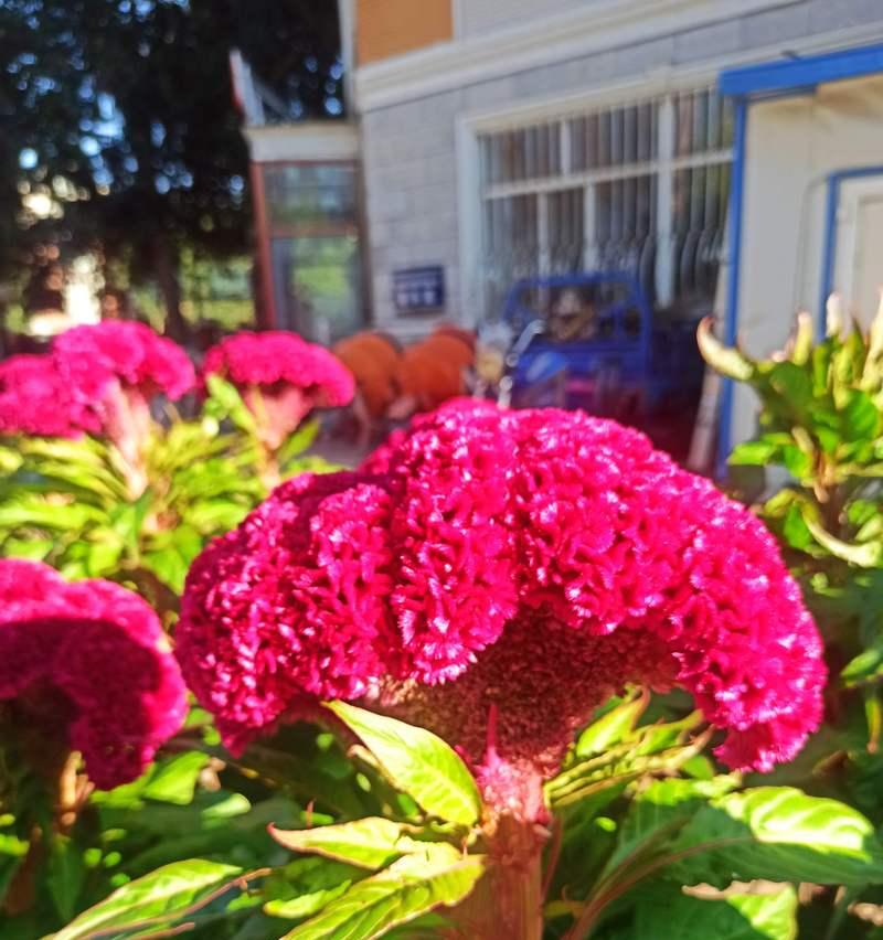 小红花的花语和含义有哪些？