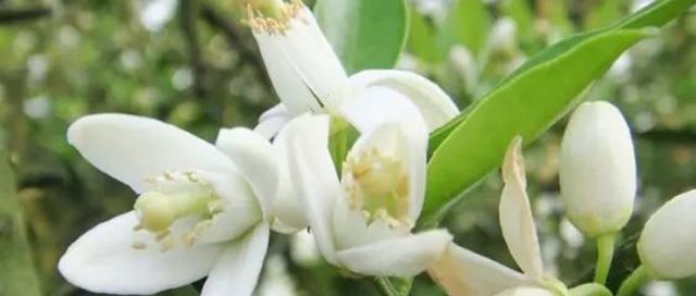白色橙花的花语是什么？
