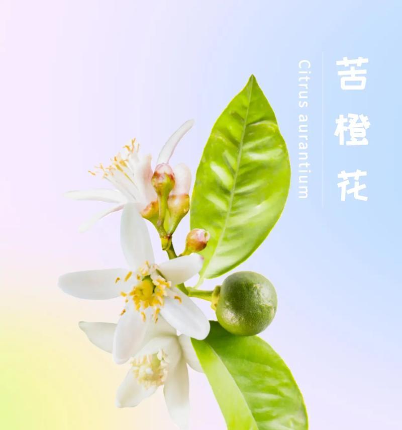白色橙花的花语是什么？