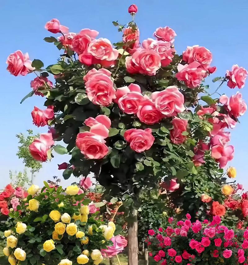 见家长时哪种玫瑰花更合适？