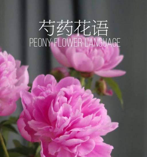 关于芍药的花语是什么呢？芍药花语有哪些含义？