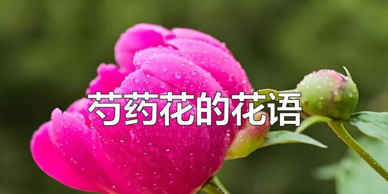关于芍药的花语是什么呢？芍药花语有哪些含义？