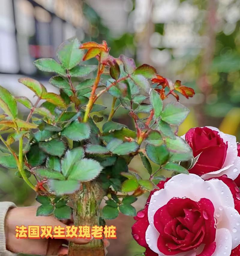 紫玫瑰花加白玫瑰代表什么？混合颜色玫瑰的花语是什么？