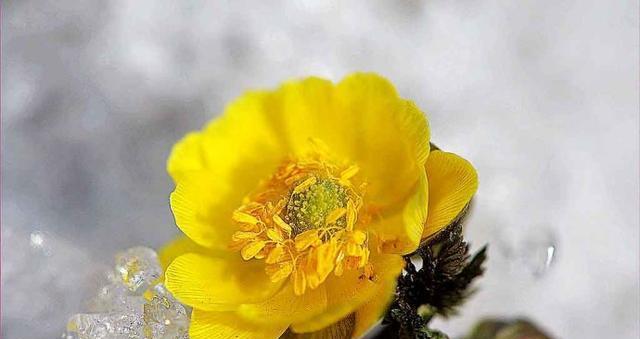 冰花浪漫的花语是什么？表达真诚和坦诚的花语是什么？