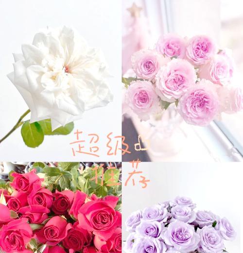 如意皇后玫瑰象征着什么？