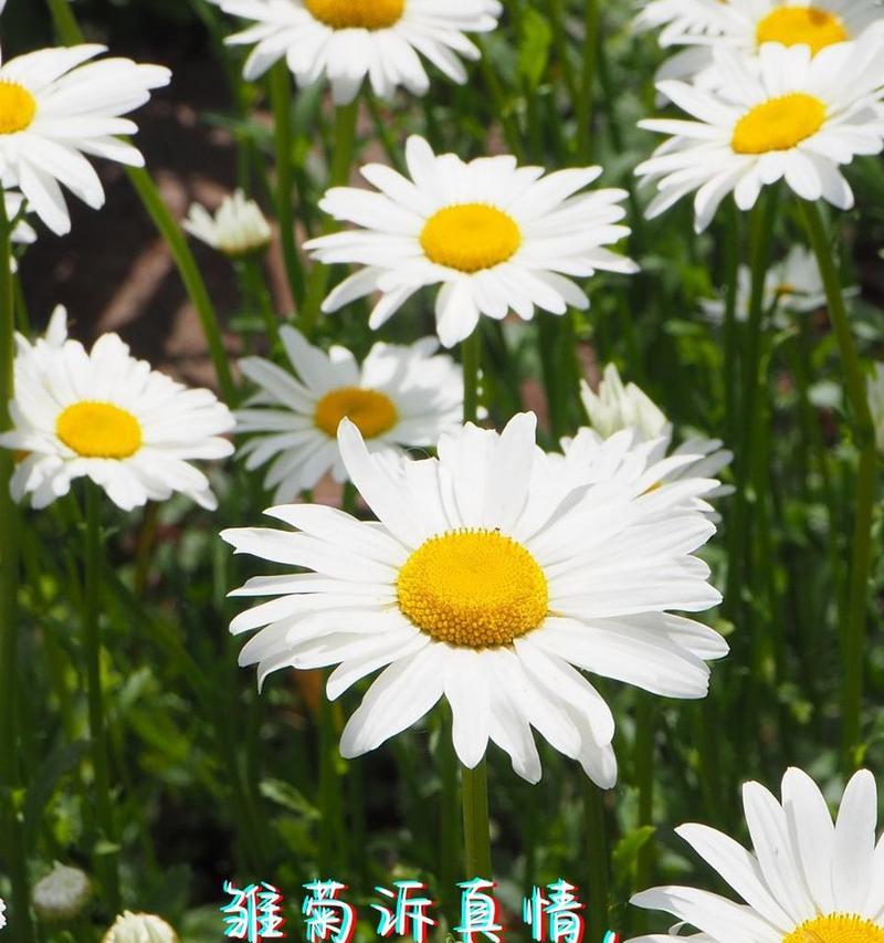 哪种花语最能代表爱意？