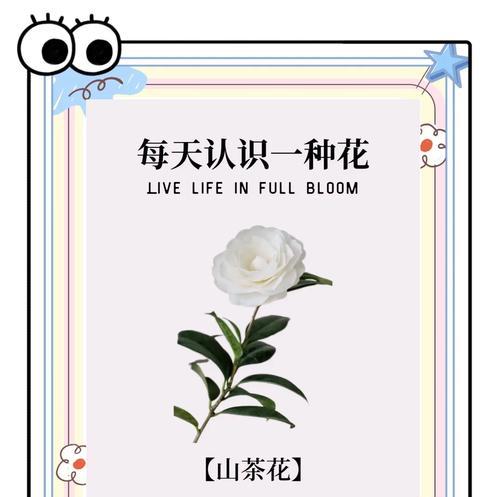 哪种花语象征有理想的爱？