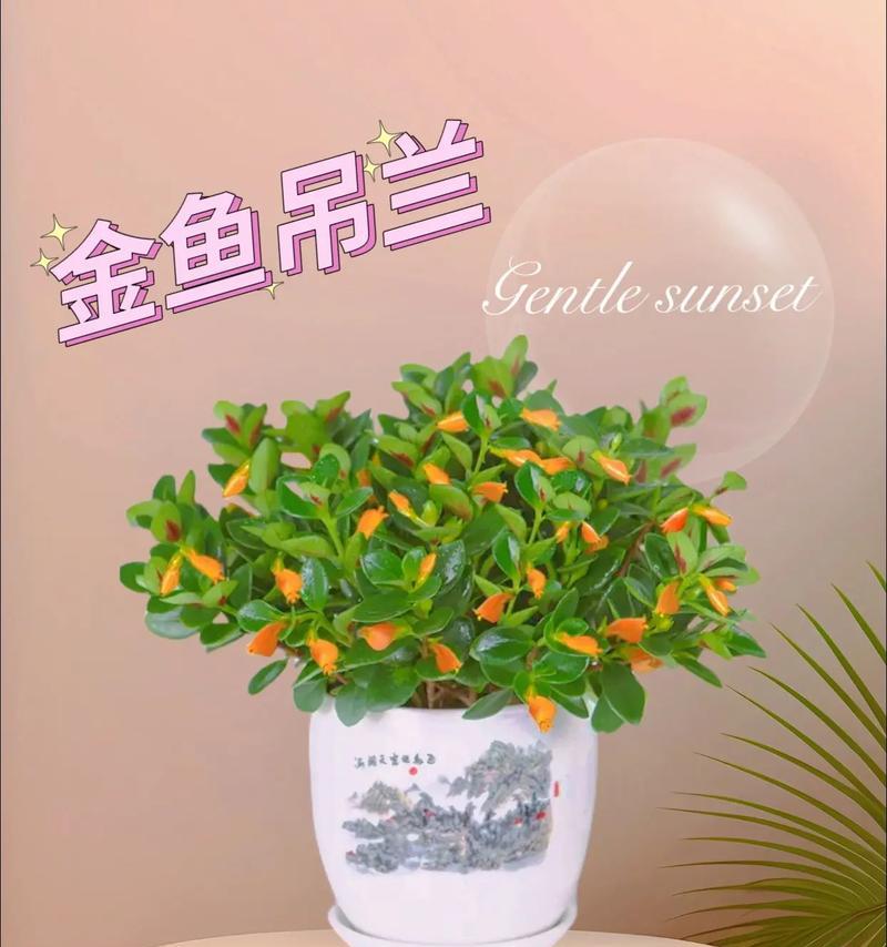 金鱼花的花语代表什么？金鱼花的寓意有哪些？