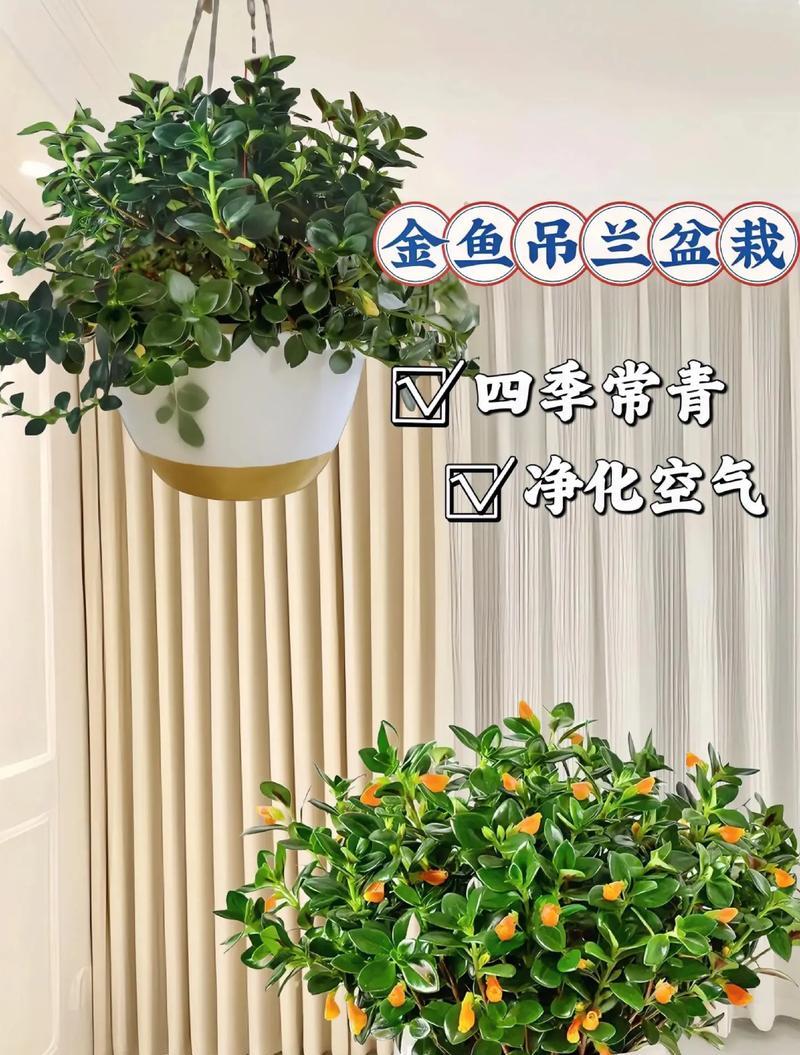 金鱼花的花语代表什么？金鱼花的寓意有哪些？