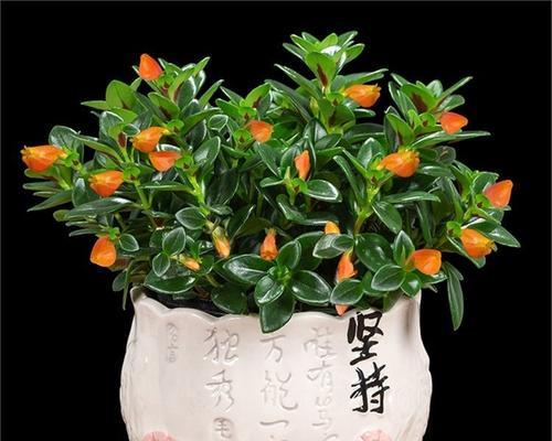 金鱼花的花语代表什么？金鱼花的寓意有哪些？