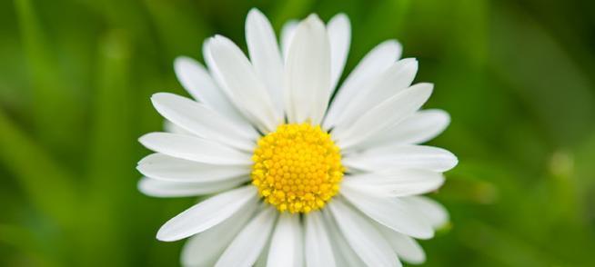 白色雏菊代表了哪些情感？