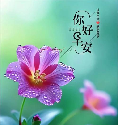 哪种花的花语代表幸福如意？适合什么场合？