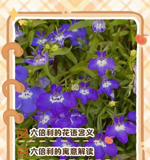 有花有你有花语有何含义？