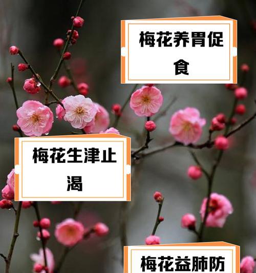 收藏梅花的花语代表什么？梅花花语有哪些含义？