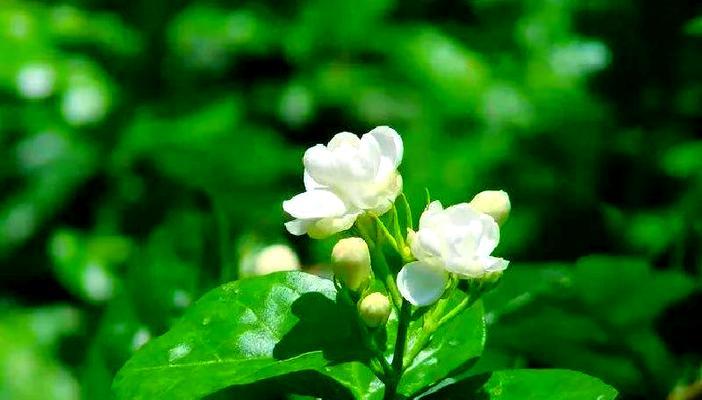 垂钓时茉莉花语是什么？茉莉花代表什么？