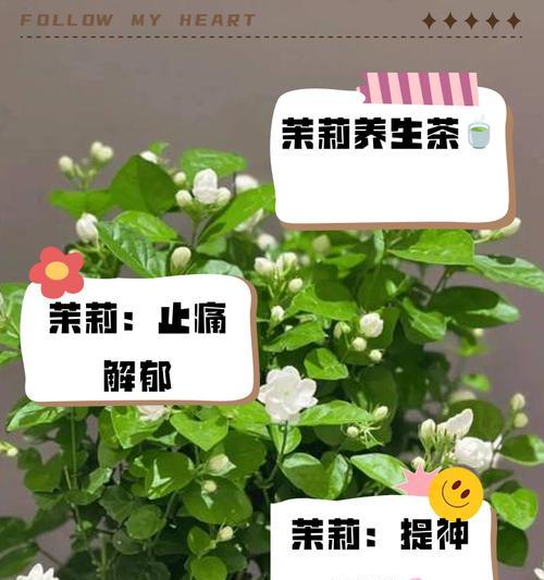 垂钓时茉莉花语是什么？茉莉花代表什么？
