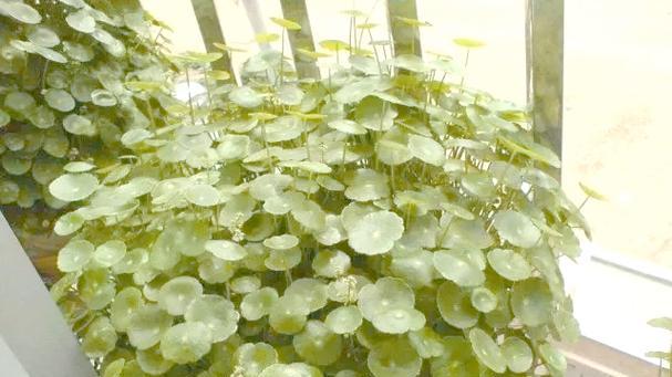 红钱草象征着什么？