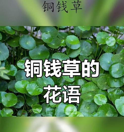 红钱草象征着什么？