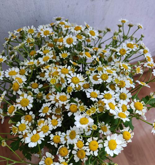 小雏菊在雾中开放的花语是什么？