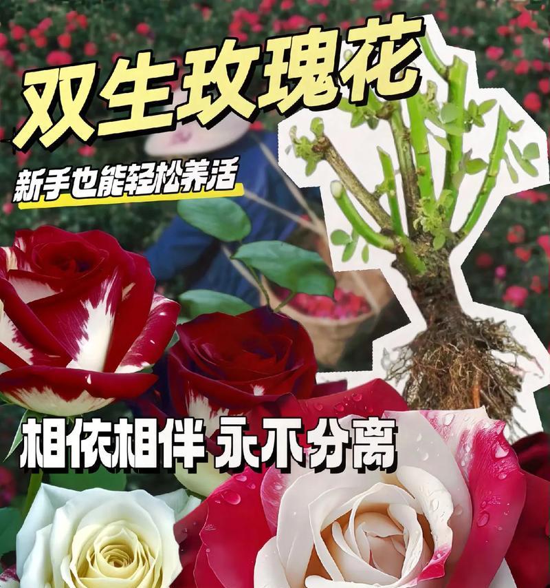 红玫瑰每朵花语有何不同？