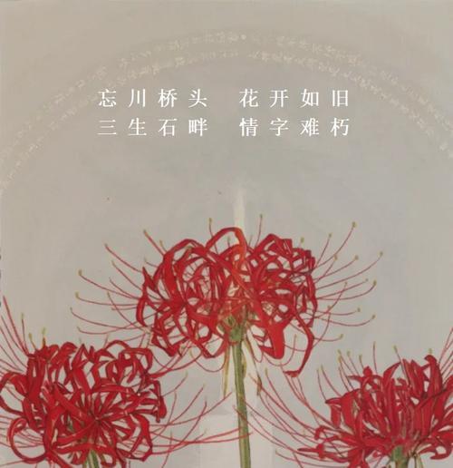 花语亲密是什么意思？它代表了什么？