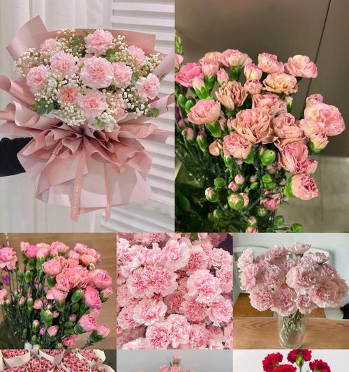 康乃馨的真正花语是哪种花？