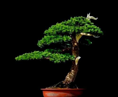五针松如何在梅雨季节管理？鉴别五针松的要点是什么？