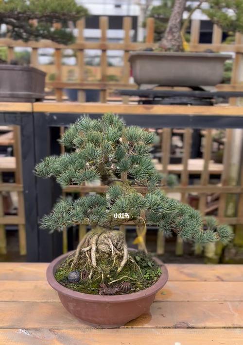 五针松如何在梅雨季节管理？鉴别五针松的要点是什么？