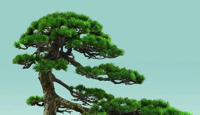 五针松如何在梅雨季节管理？鉴别五针松的要点是什么？
