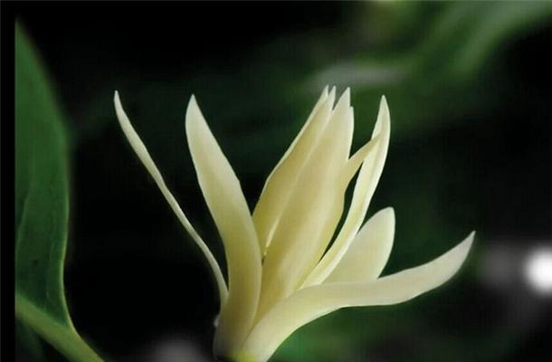 嫁接白兰的正确方法是什么？有哪些注意事项？