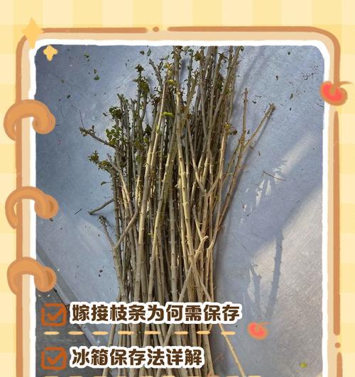嫁接白兰的正确方法是什么？有哪些注意事项？