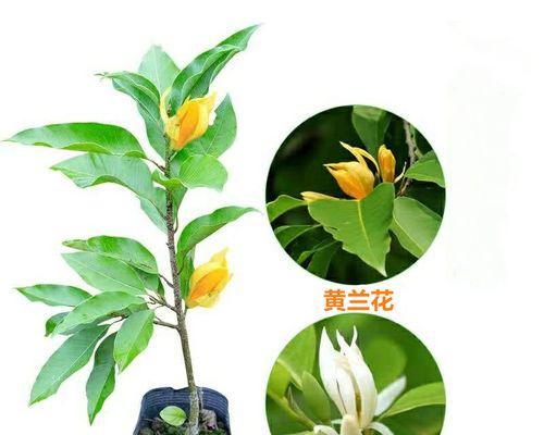 嫁接白兰的正确方法是什么？有哪些注意事项？