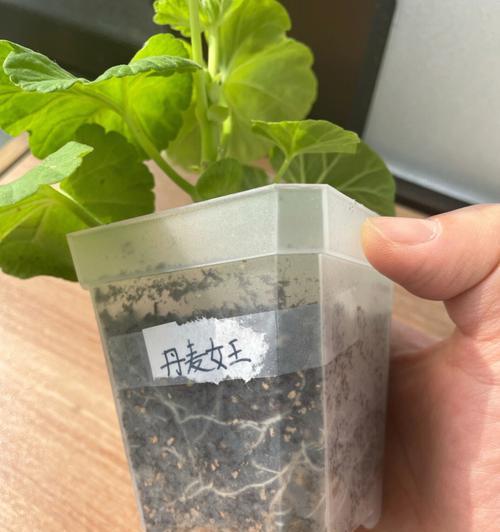 如何在8天内水培出大白根？天竺葵扦插的正确方法是什么？
